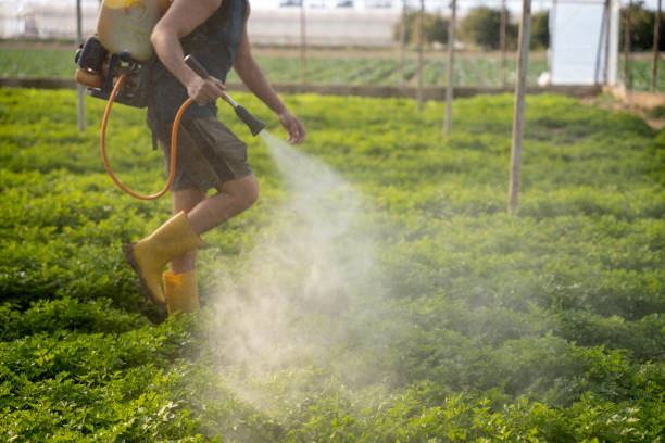 Insect Control in Rio Verde, AZ