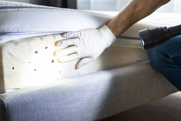 Flea Control Services in Rio Verde, AZ