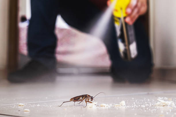 Pest Prevention Services in Rio Verde, AZ